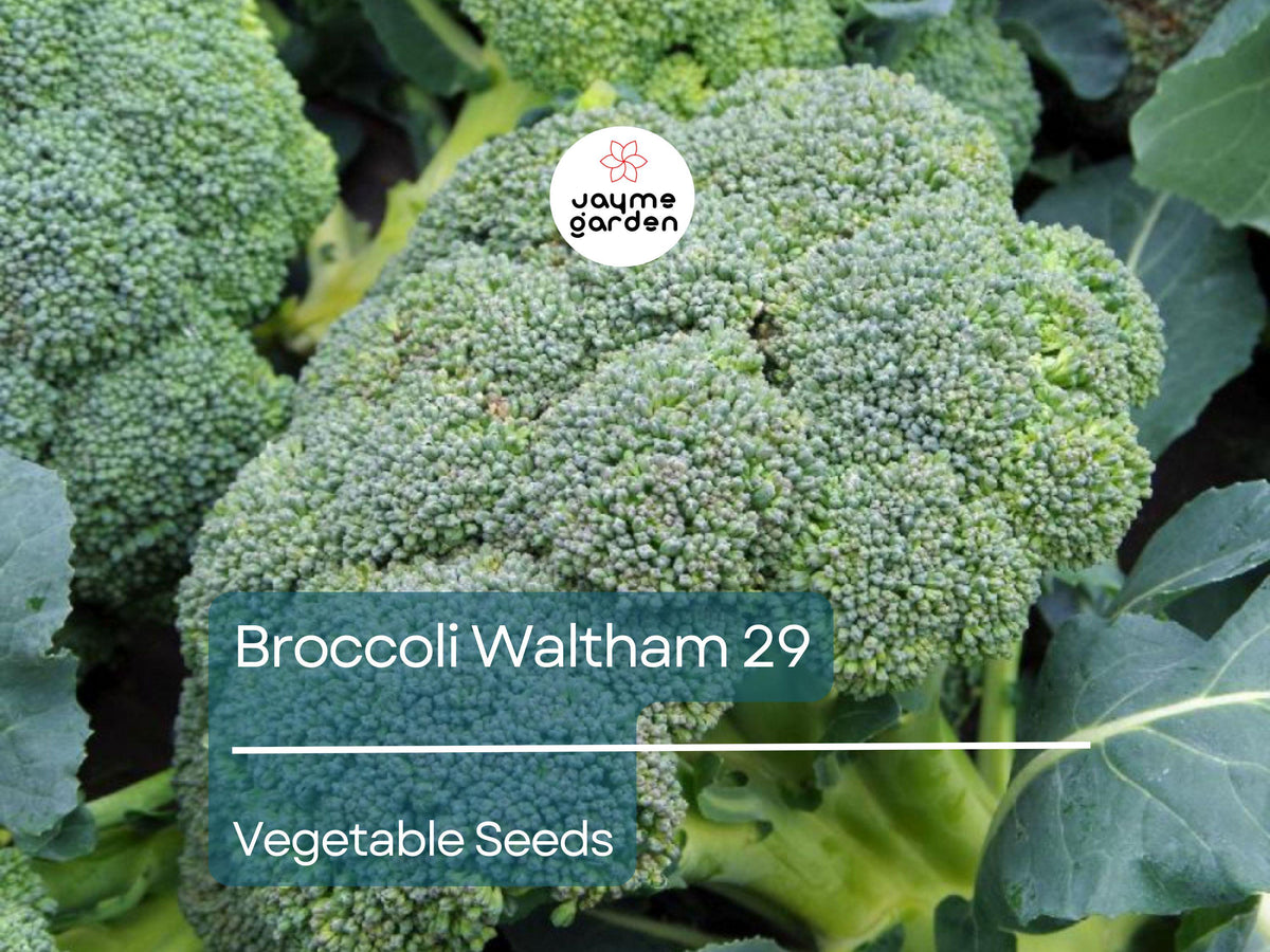 Broccoli Waltham 29 Seeds – Heirloom Non-GMO, High-Yield, Sweet Florets, Cold-Hardy, Vegetable Seeds for Gardening & Fresh Eating