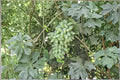 Waterfall Fingers Grape Vine Live Plant - Vitis vinifera, Climbing Fruit Vine for Garden or Container