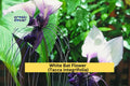 White Bat Flower Plant | Small Rooted Starter | Tacca integrifolia Exotic Tropical Perennial for Indoor & Outdoor Gardens