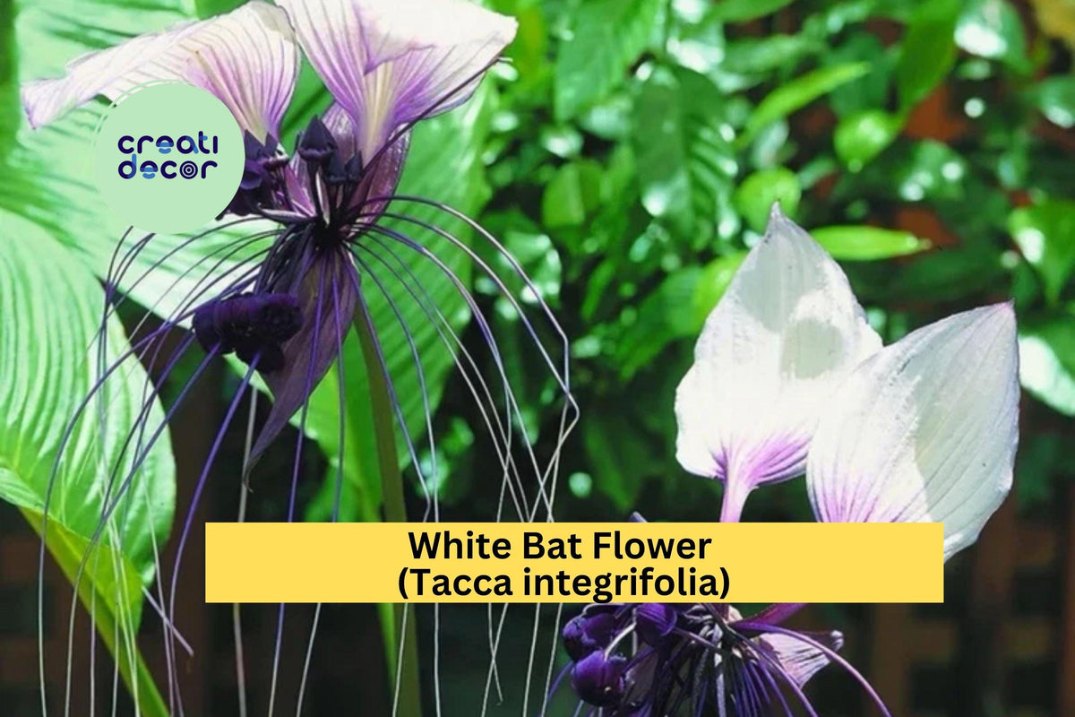 White Bat Flower Plant | Small Rooted Starter | Tacca integrifolia Exotic Tropical Perennial for Indoor & Outdoor Gardens