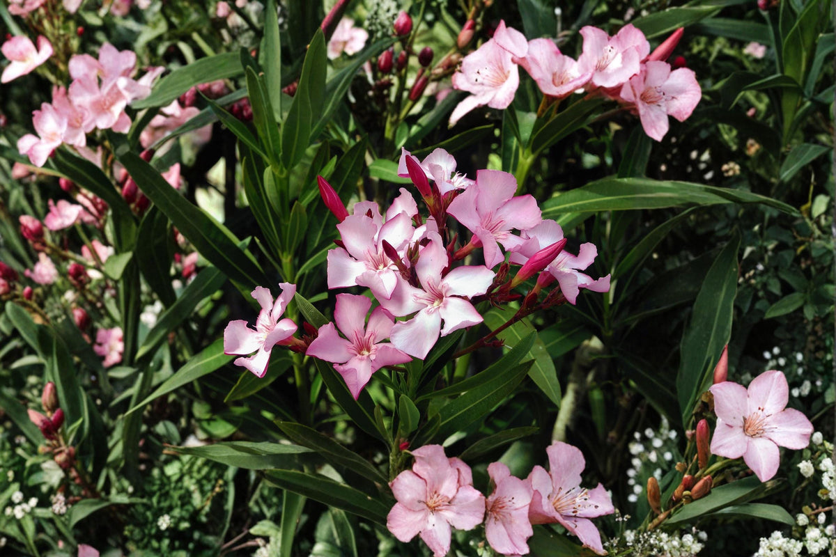 Oleander Seeds – Nerium oleander, Evergreen Drought-Tolerant Shrub, 75 Seeds for Landscaping & Garden