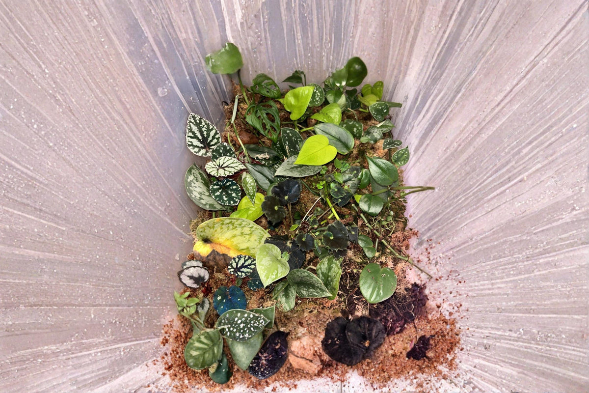 Assorted Unrooted Plant Cuttings Box | Over 10 Varieties for Propagation | Houseplants, Succulents & Tropical Plants