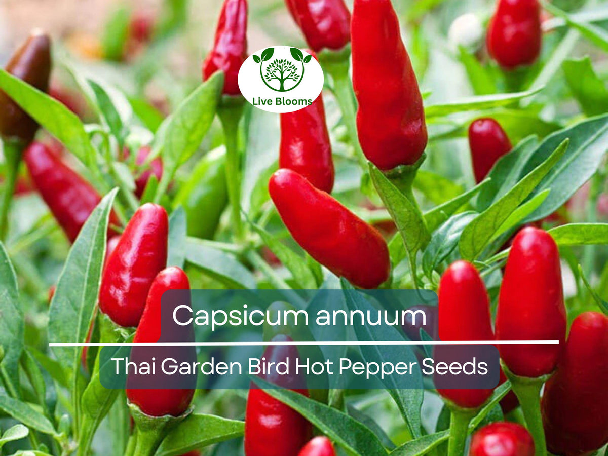 Thai Garden Bird Hot Pepper Seeds – Capsicum annuum, Fiery Small Chili for Cooking, Sauces & Salsas, 30 Seeds