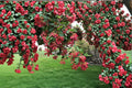 Tatarian Maple Seeds Acer tataricum Hardy Ornamental Tree or Large Shrub Fall Color 10 Seeds