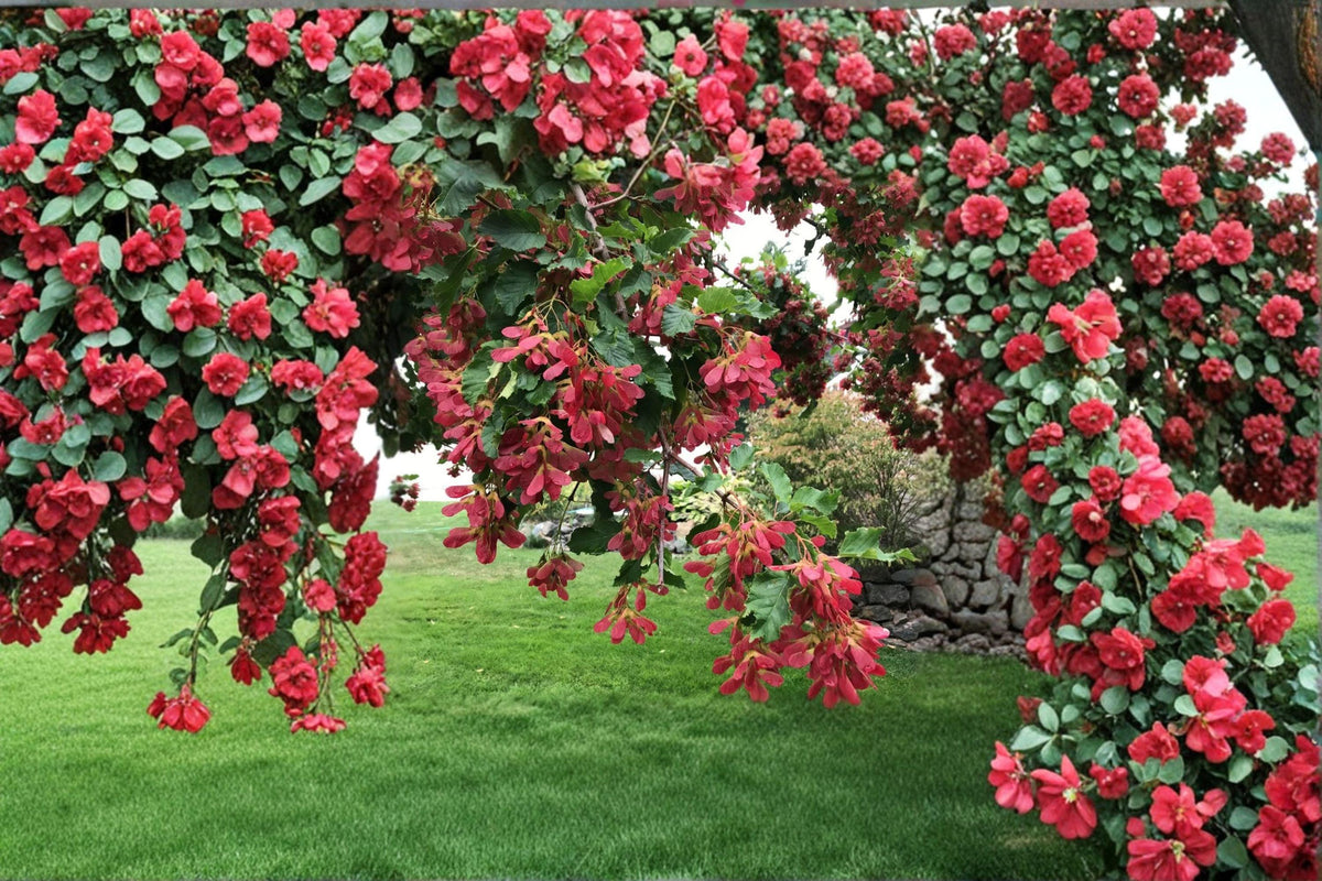 Tatarian Maple Seeds Acer tataricum Hardy Ornamental Tree or Large Shrub Fall Color 10 Seeds