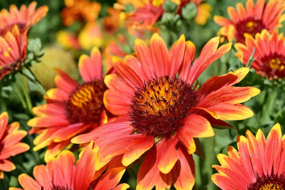 25 Blanketflower Seeds – Gaillardia aristata, Drought Tolerant Pollinator Herbaceous Perennial Seed Pack