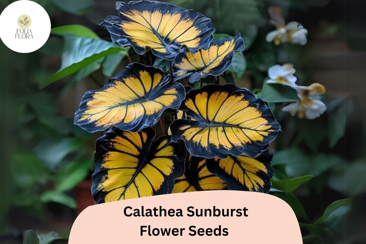 Sunburst Calathea Seeds (Calathea sp.) | 25+ Exotic Tropical Foliage Seeds for Indoor & Outdoor Gardens