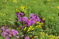 Vernonia noveboracensis New York Ironweed Seeds – Native Tall Perennial with Vibrant Purple Blooms for Pollinator Gardens