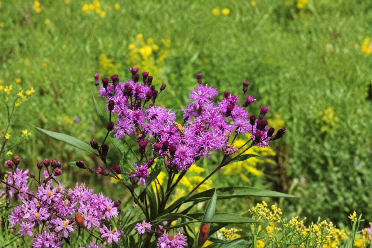 Vernonia noveboracensis New York Ironweed Seeds – Native Tall Perennial with Vibrant Purple Blooms for Pollinator Gardens