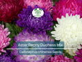 200 Seeds Aster Peony Duchess Mix - Non-GMO, Vibrant Colors, Easy to Grow, Aster x hybrida Garden Flower Seeds