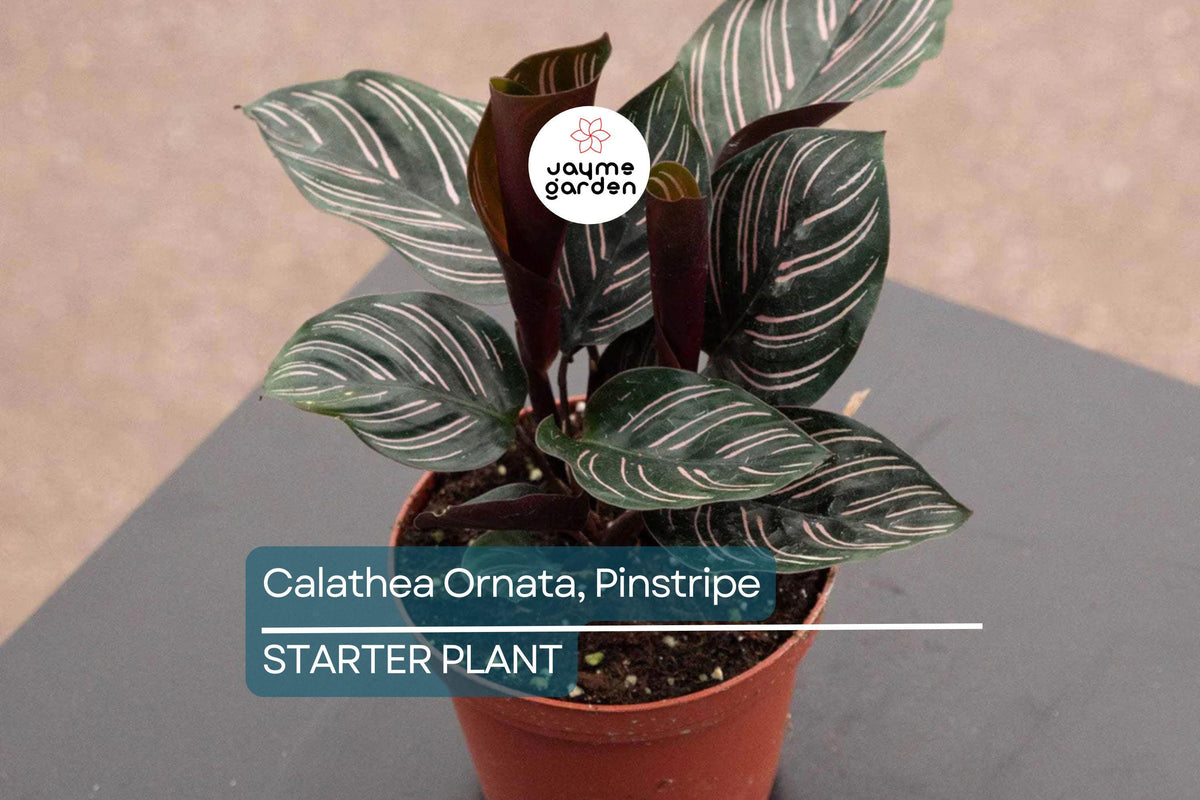 Calathea Ornata Starter Plant | Pinstripe Peacock Plant | Indoor Tropical Foliage | USA Grown Calathea ornata