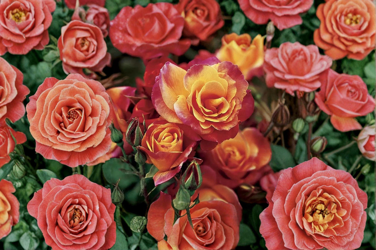 Joseph's Coat Climbing Rose Cuttings 6-8" Unrooted Rosa ‘Joseph's Coat’ Multi-Color Blooms