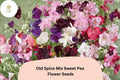 Old Spice Mix Sweet Pea Seeds | Lathyrus odoratus Climbing Vine with Colorful Blooms for Garden, Trellises & Fences (50+ Seeds)
