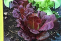 700 Red Romaine Lettuce Seeds – Heirloom Lactuca sativa for Fresh Salads, Wraps & Sandwiches, Red-Tipped Green Leaves, Easy to Grow
