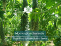 5 Seeds Gourd Bitter Futo Spindle Hybrid Momordica charantia Non-GMO, Spindle-Shaped Bitter Melon for Gardening & Cooking