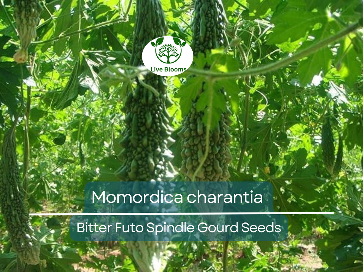 5 Seeds Gourd Bitter Futo Spindle Hybrid Momordica charantia Non-GMO, Spindle-Shaped Bitter Melon for Gardening & Cooking