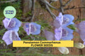 3 Pack Penstemon commarhenus Seeds – Dusky Beardtongue for Native Gardens, Pollinator Beds, Xeriscaping, Lavender to Violet Flowers