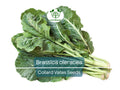 300 Seeds Collard Vates Brassica oleracea Heirloom Cold-Tolerant Leafy Greens for Gardening & Harvest