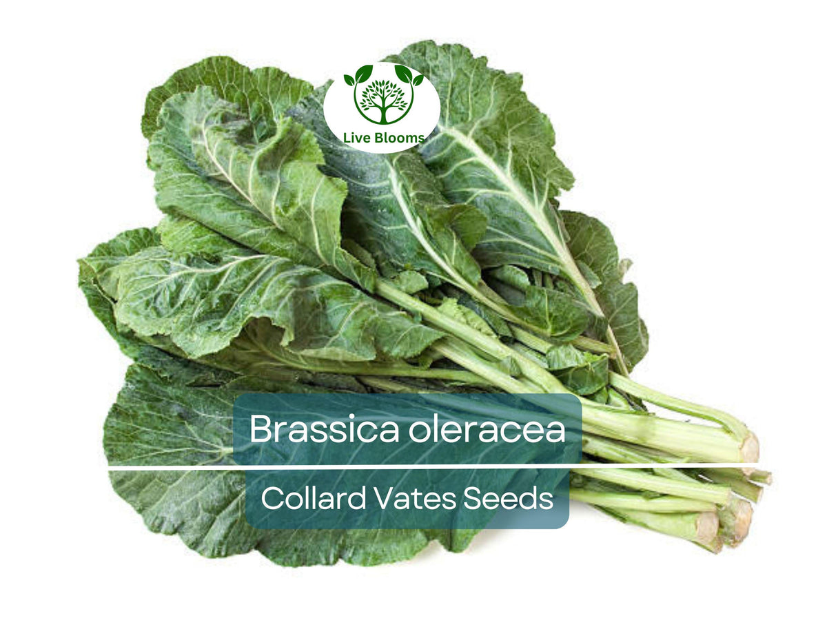 300 Seeds Collard Vates Brassica oleracea Heirloom Cold-Tolerant Leafy Greens for Gardening & Harvest