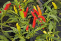 Tabasco Hot Pepper Seeds | Heirloom Capsicum Annuum for Hot Sauces, Pickling & Drying | 250 mg Pack