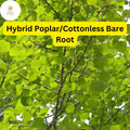 1 Live Bare Root Plant Hybrid Poplar Tree, Cottonless Cottonwood, 2-3 Feet, Fast-Growing Shade Tree