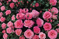 Queen Elizabeth Rose Cuttings 6-8" Pink Hybrid Tea Rosa ‘Queen Elizabeth’ Unrooted