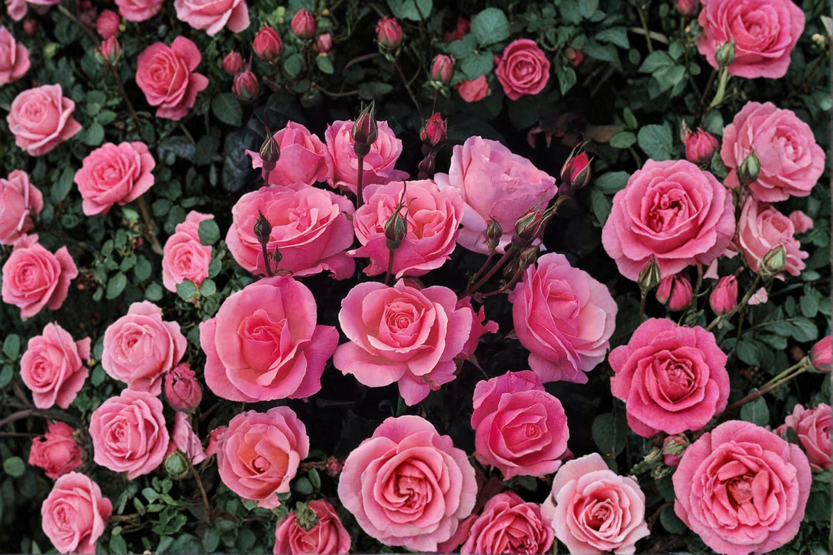 Queen Elizabeth Rose Cuttings 6-8" Pink Hybrid Tea Rosa ‘Queen Elizabeth’ Unrooted