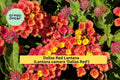 Dallas Red Lantana Plant | 1 Gallon Live Perennial Flowering Shrub | Lantana camara ‘Dallas Red’ with Red-Orange Clusters