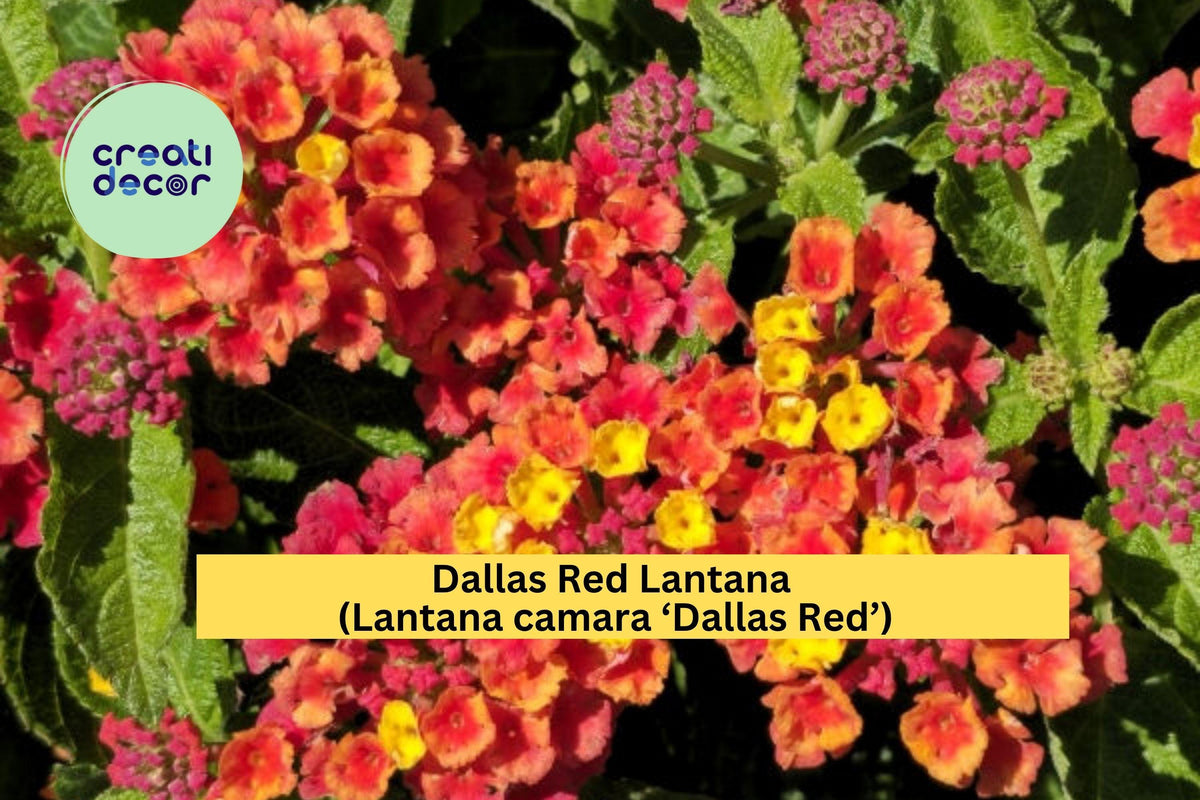 Dallas Red Lantana Plant | 1 Gallon Live Perennial Flowering Shrub | Lantana camara ‘Dallas Red’ with Red-Orange Clusters