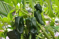Ancho Poblano Pepper Seeds – Non-GMO, Heirloom, Mild, Smoky Flavor, Capsicum annuum, 250 mg
