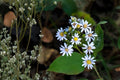 100 Drummond's Aster Seeds – Symphyotrichum drummondii Native Wildflower for Prairie Gardens & Pollinator Attracting Plants
