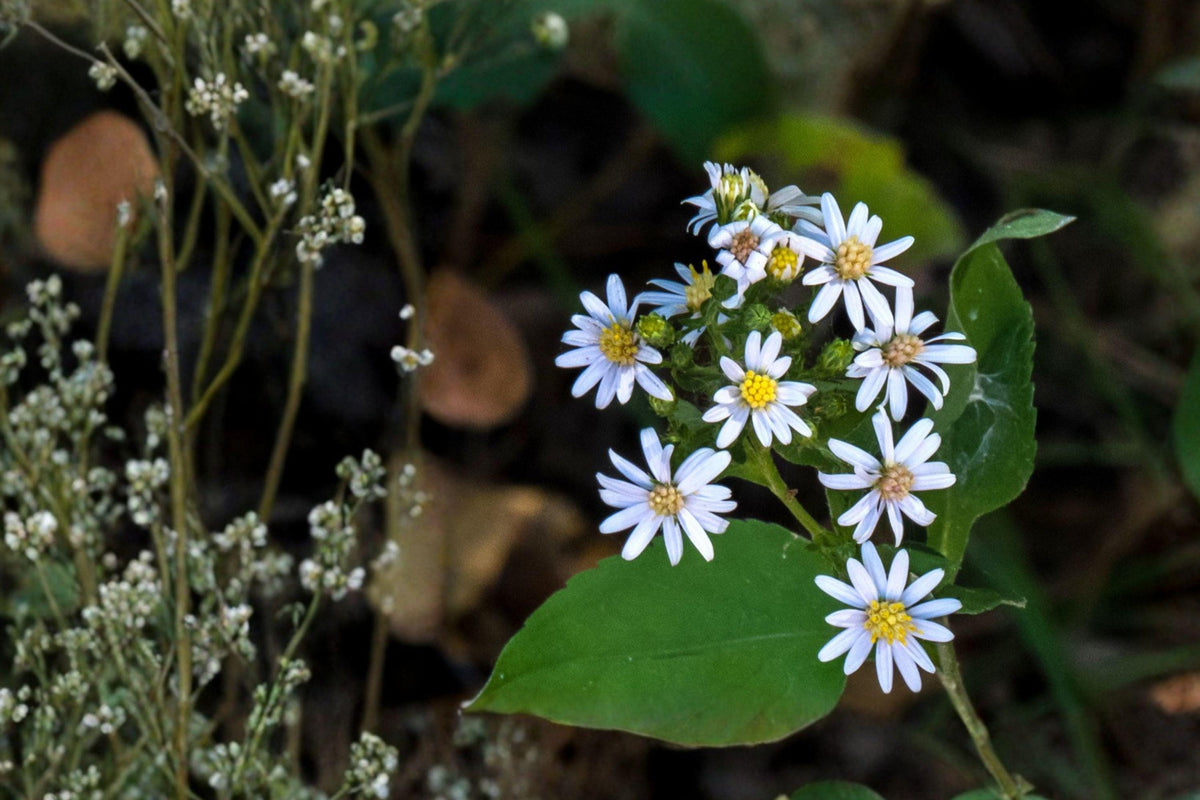 100 Drummond's Aster Seeds – Symphyotrichum drummondii Native Wildflower for Prairie Gardens & Pollinator Attracting Plants