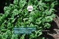 Giant Noble Spinach Seeds – Non-GMO Heirloom, Fast-Growing, Large Tender Leaves, Cool-Season Leafy Greens, 500 Seeds