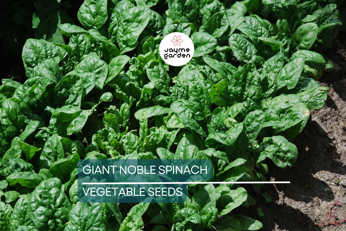 Giant Noble Spinach Seeds – Non-GMO Heirloom, Fast-Growing, Large Tender Leaves, Cool-Season Leafy Greens, 500 Seeds