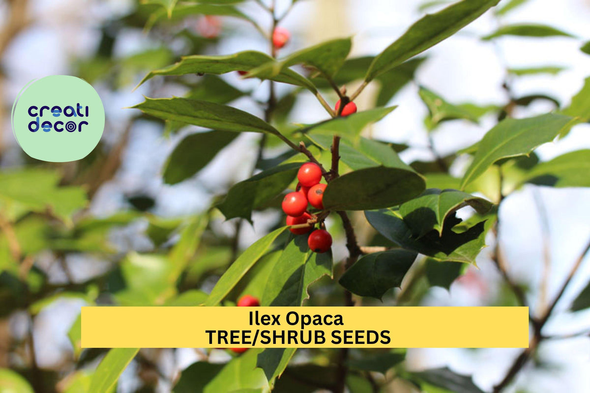 3pcs Ilex opaca American Holly Seeds – Evergreen Tree for Landscape, Privacy Screens, Wildlife Gardens