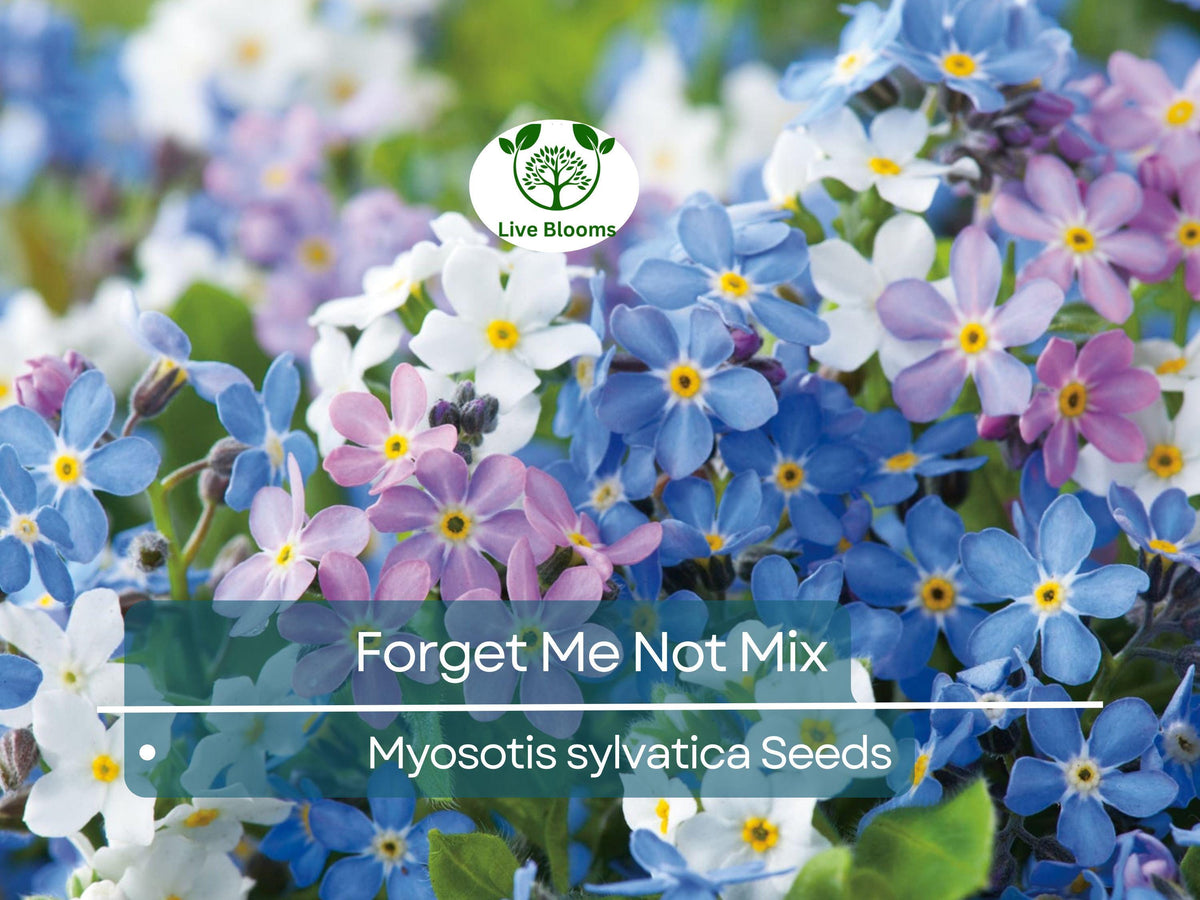 Forget Me Nots Seeds Mixed Colors – Perennial Pollinator-Friendly Garden Flowers, Easy to Grow, Non-GMO Myosotis for Borders & Beds
