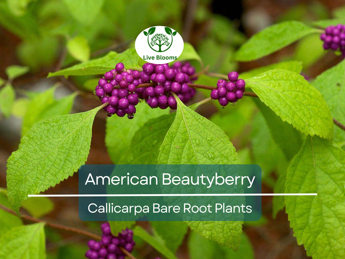 American Beautyberry Bare Root Plant – Callicarpa americana – Native Shrub with Edible Purple Berries for Wildlife & Garden
