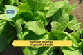 3pcs Viroflay Spinach Seeds – Heirloom French Variety, Giant Tender Leaves, Fast Growing, for Garden and Raised Beds, Spinacia oleracea