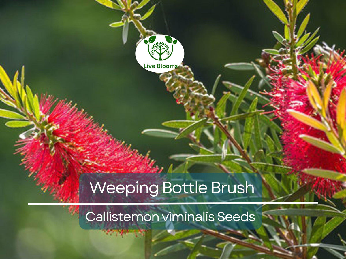 100 Weeping Bottle Brush Seeds Callistemon viminalis - Fast Growing Australian Native Red Flower Tree for Landscaping