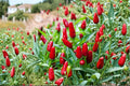 Thai Garden Bird Hot Pepper Seeds – Very Hot Thai Chili, Upright Fruits, Compact, Heavy Producer, Capsicum annuum