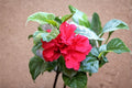 Red Rose of Sharon Plants, Hibiscus syriacus, Deciduous Flowering Shrubs, Red Summer Blooms, Landscape Hedges, Garden Borders (2 Pack)