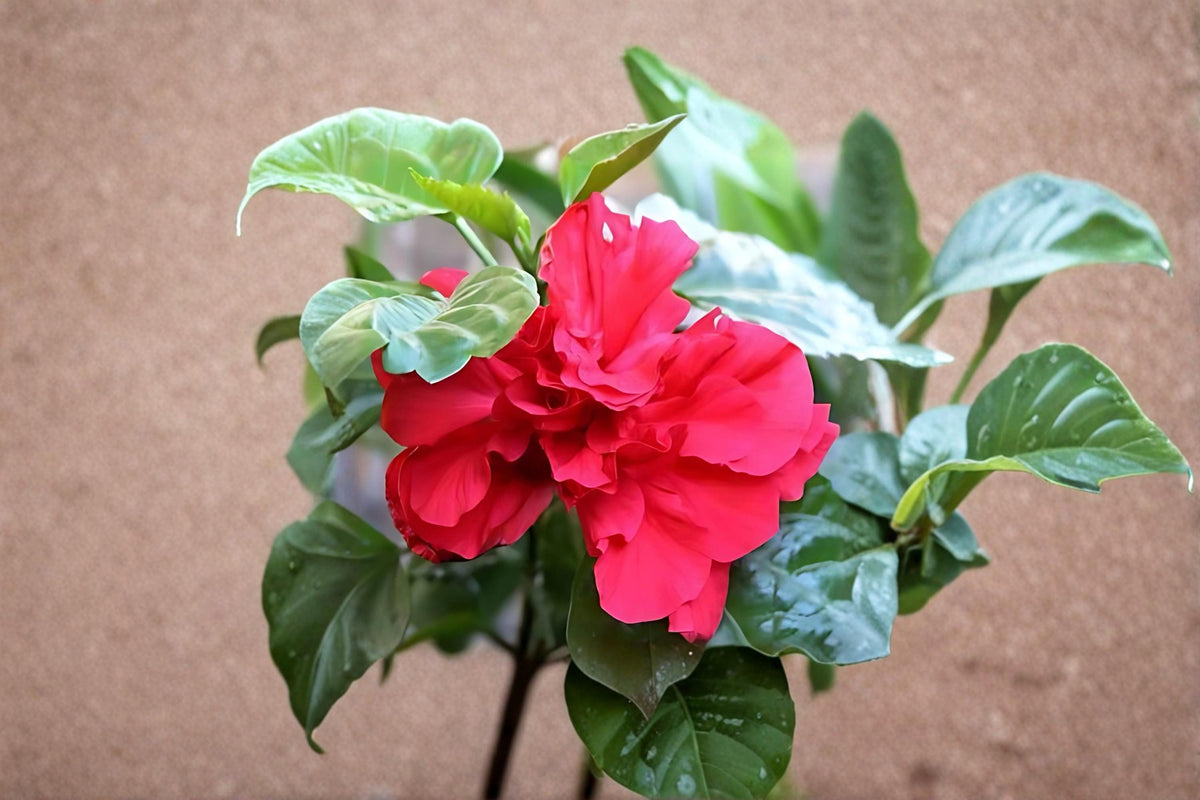 Red Rose of Sharon Plants, Hibiscus syriacus, Deciduous Flowering Shrubs, Red Summer Blooms, Landscape Hedges, Garden Borders (2 Pack)