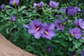 Rose of Sharon Seeds – Hibiscus syriacus, Hardy Flowering Shrub, 10 Seeds for Ornamental Garden, Pollinator Attractant