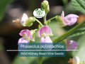 5 Seeds Phaseolus polystachios Wild Kidney Bean Vine Native Legume Climber for Garden & Landscaping