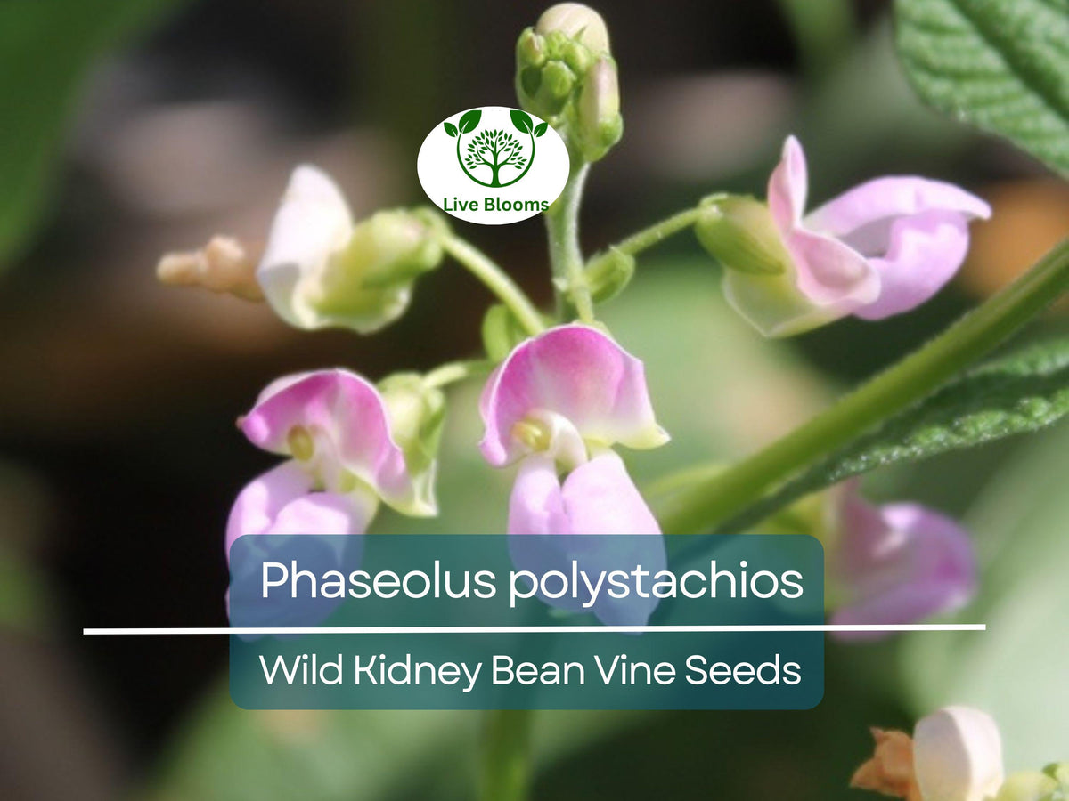 5 Seeds Phaseolus polystachios Wild Kidney Bean Vine Native Legume Climber for Garden & Landscaping