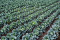 Cabbage Seeds | Golden Acre Heirloom Green | Compact, Early Maturing Brassica oleracea