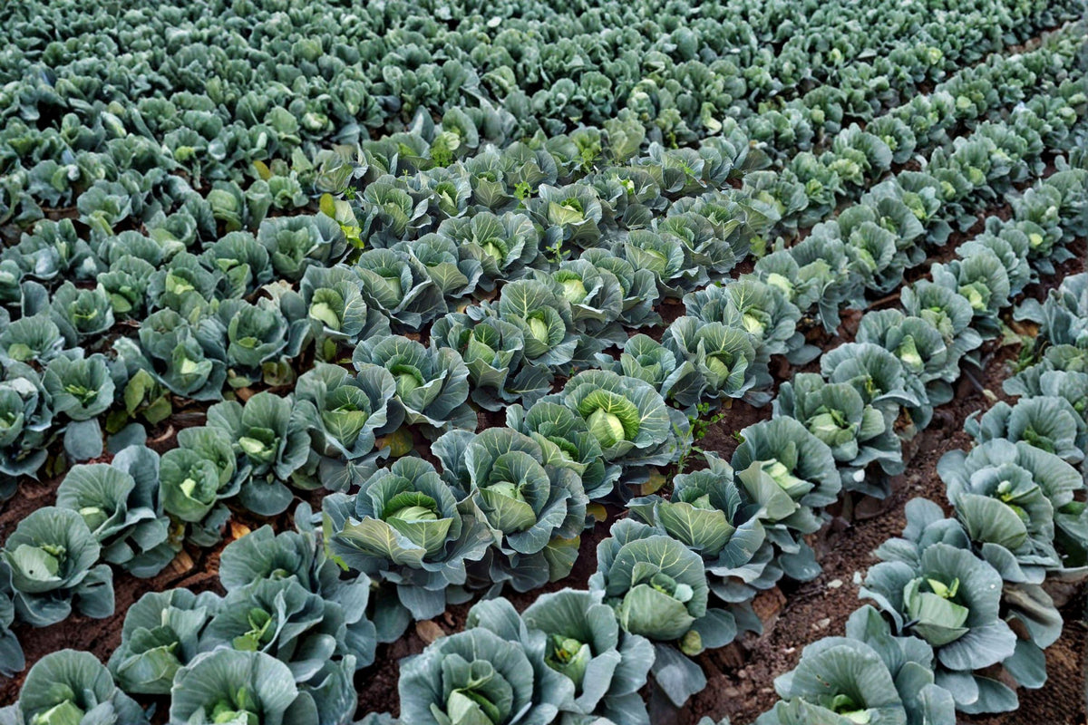 Cabbage Seeds | Golden Acre Heirloom Green | Compact, Early Maturing Brassica oleracea