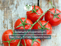 Red Cherry Tomato Seeds 100mg, Solanum lycopersicum, Heirloom, Juicy & Sweet for Home Garden, Salad, Planting