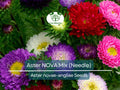 Aster Nova Mix Seeds, Large Vibrant Flowers, Annual, Non-GMO, Attracts Bees & Butterflies, Easy to Grow, Garden Flower Bed Border