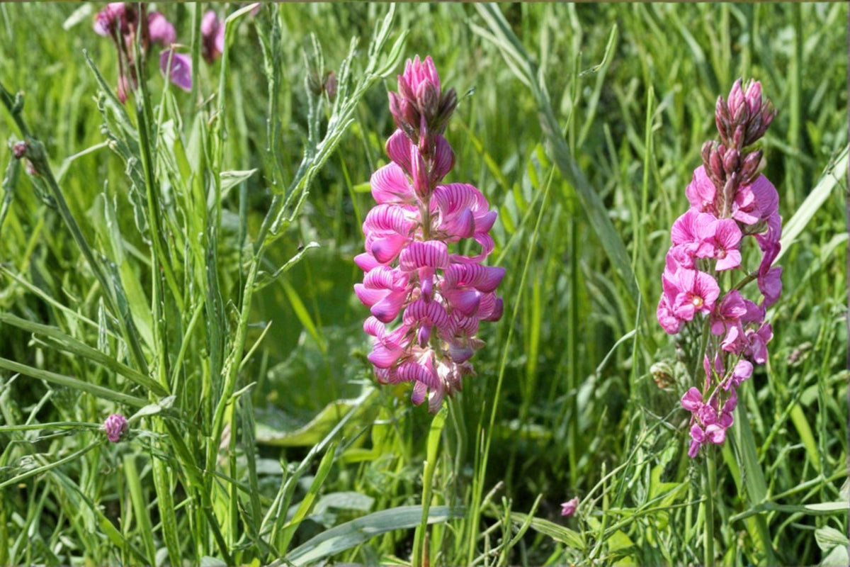 100 Sainfoin Shoshone Seeds – Perennial Legume for Forage & Pollinators – Onobrychis viciifolia Seed Pack